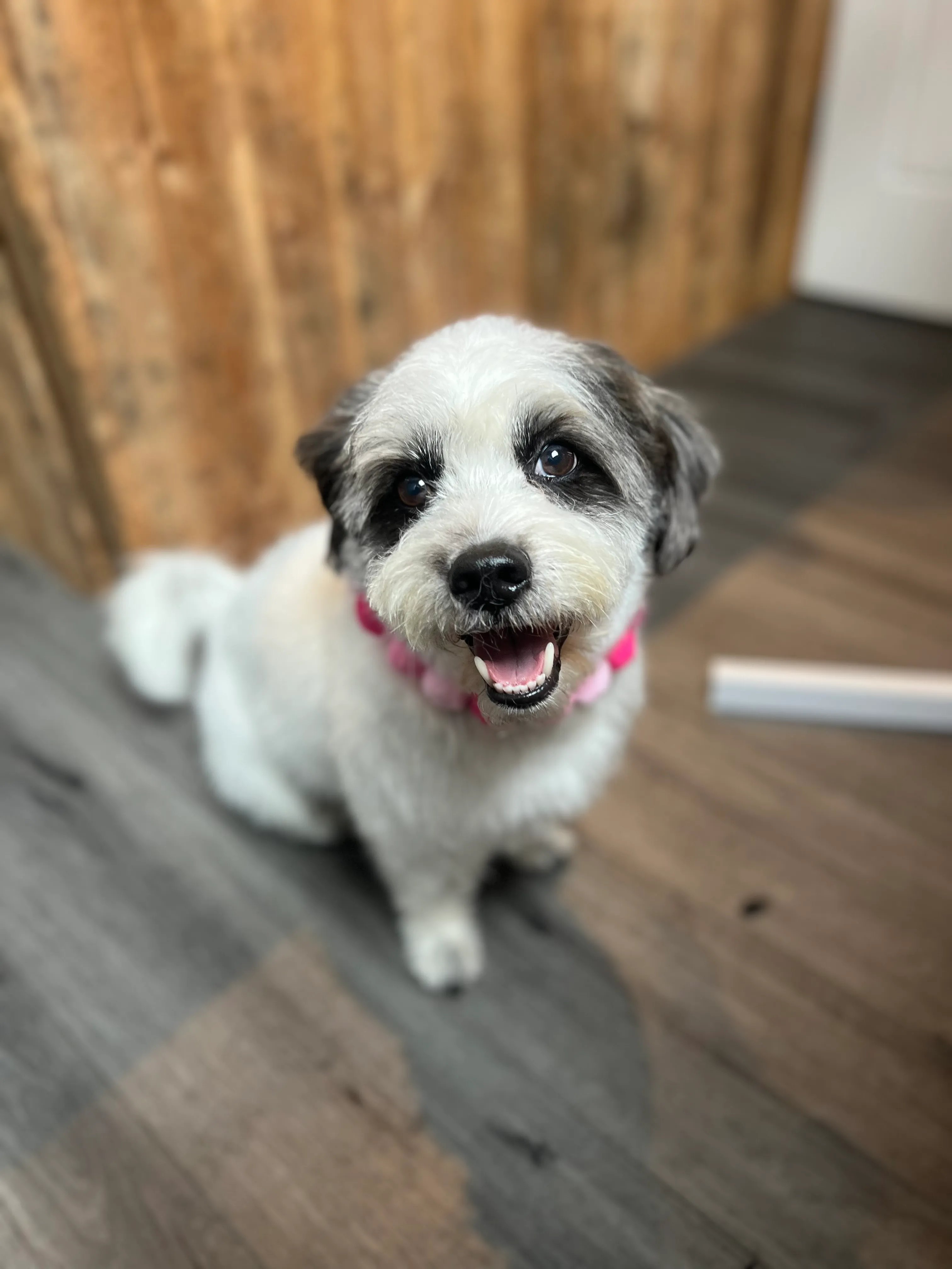 A black and white puppy after a groom