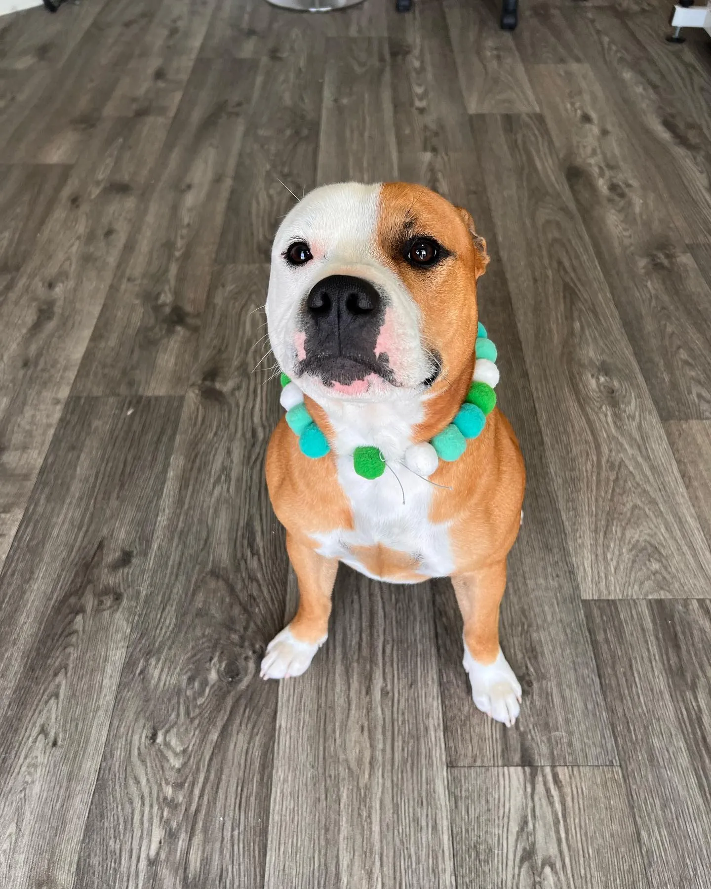 A bulldog cross after a de-shed, in a bead collar