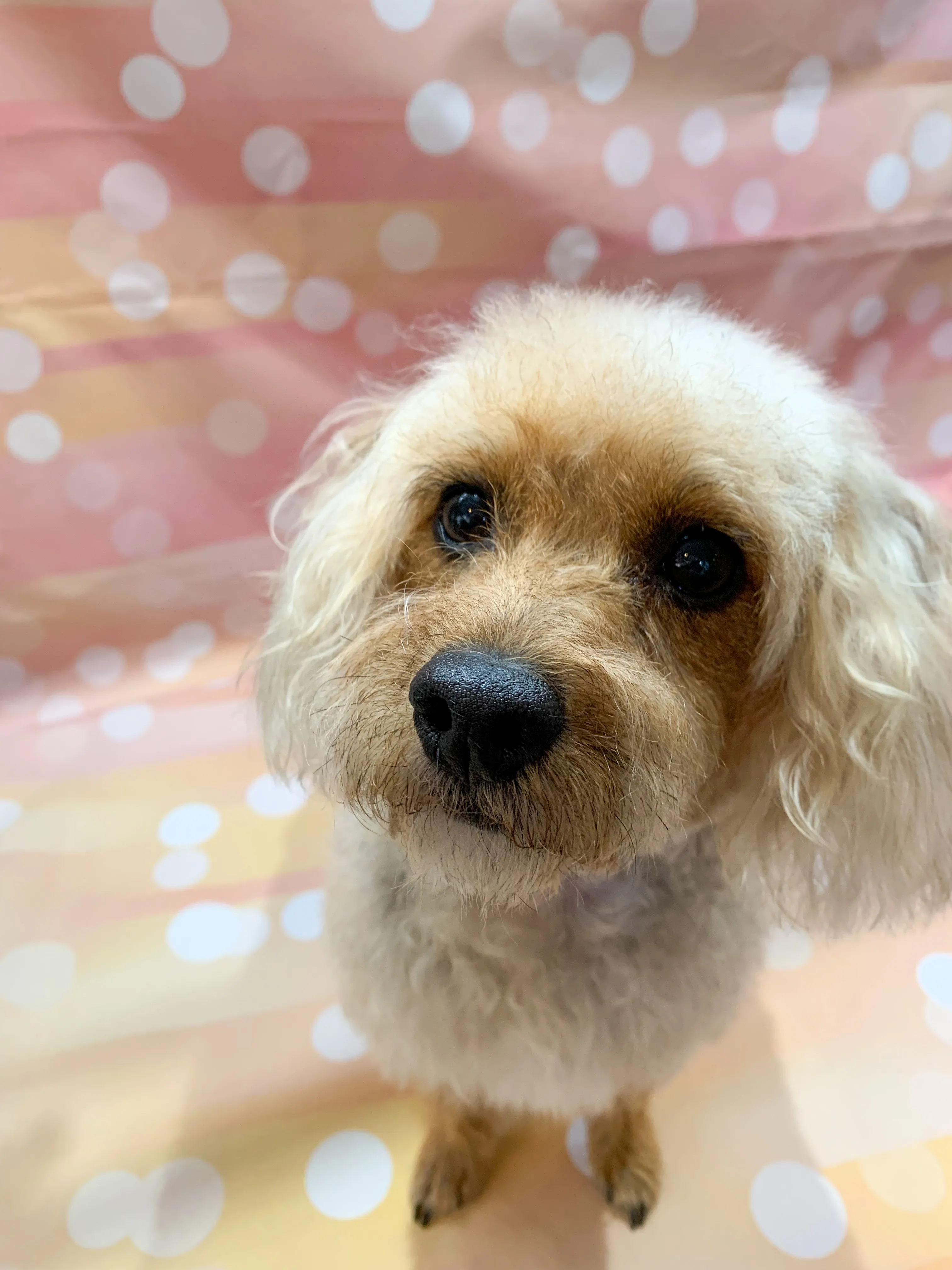 A cream cockapoo after a groom