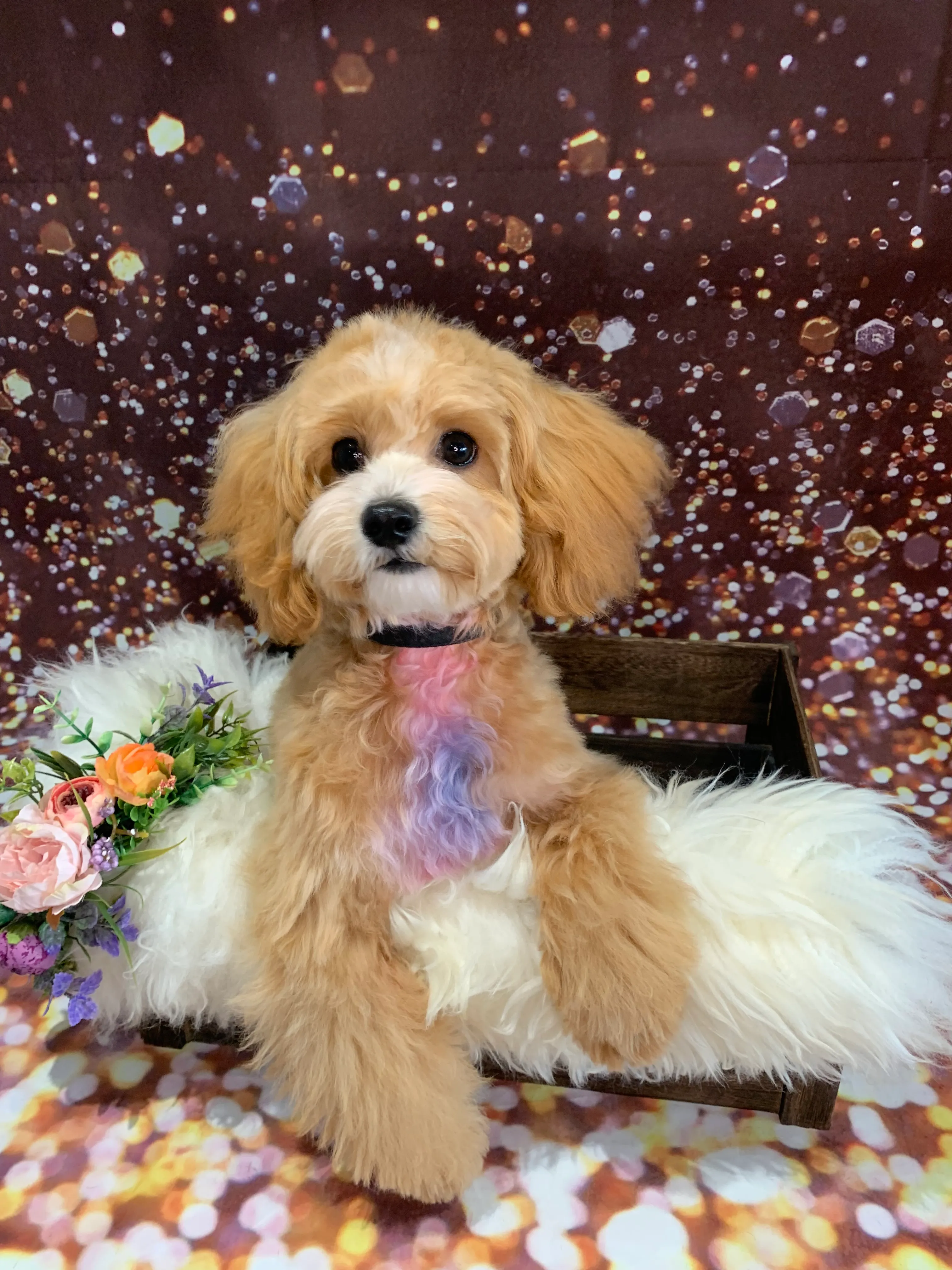 Two freshly groomed dogs on a glitter backdrop