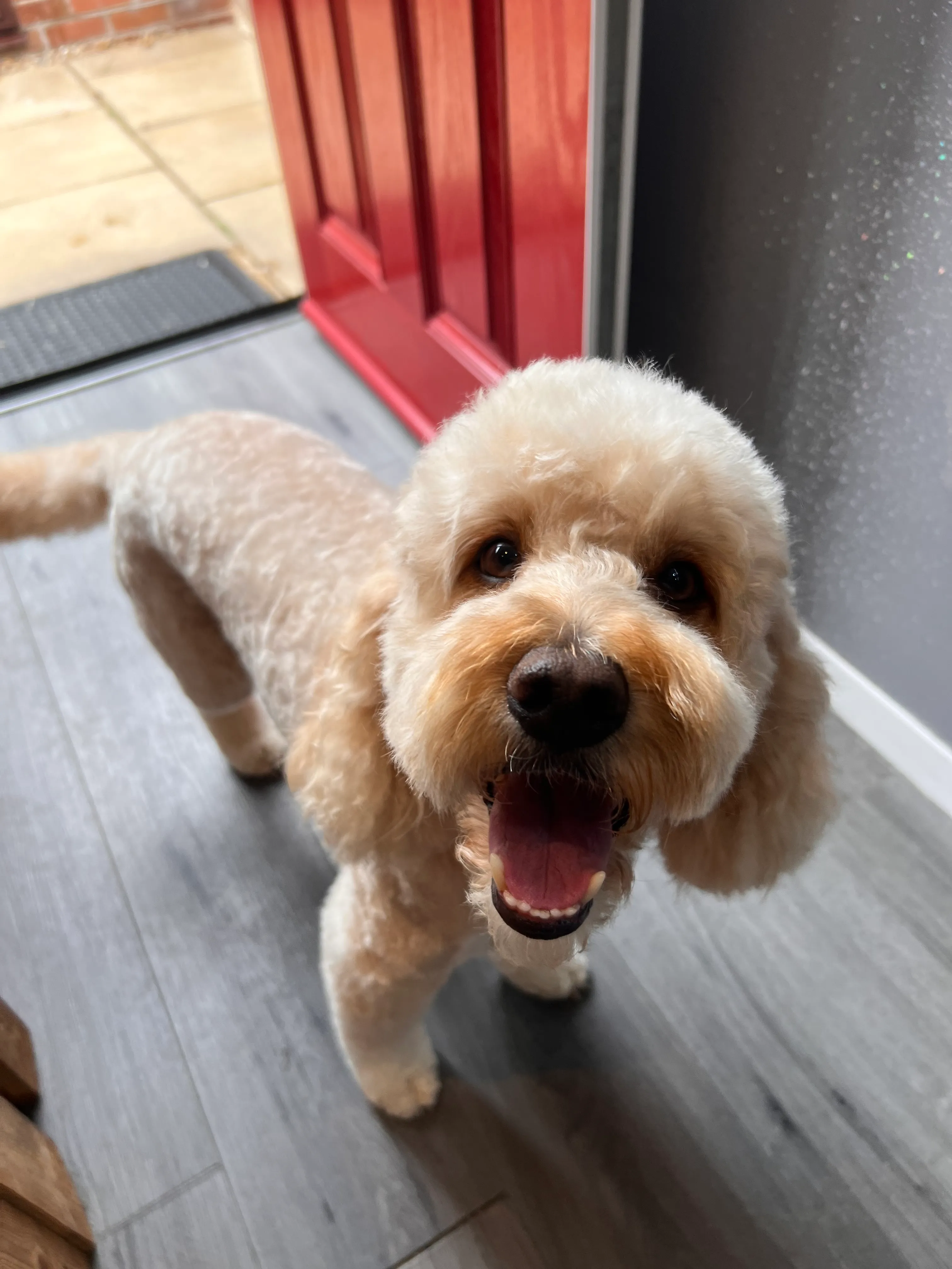 A poodle cross after a groom