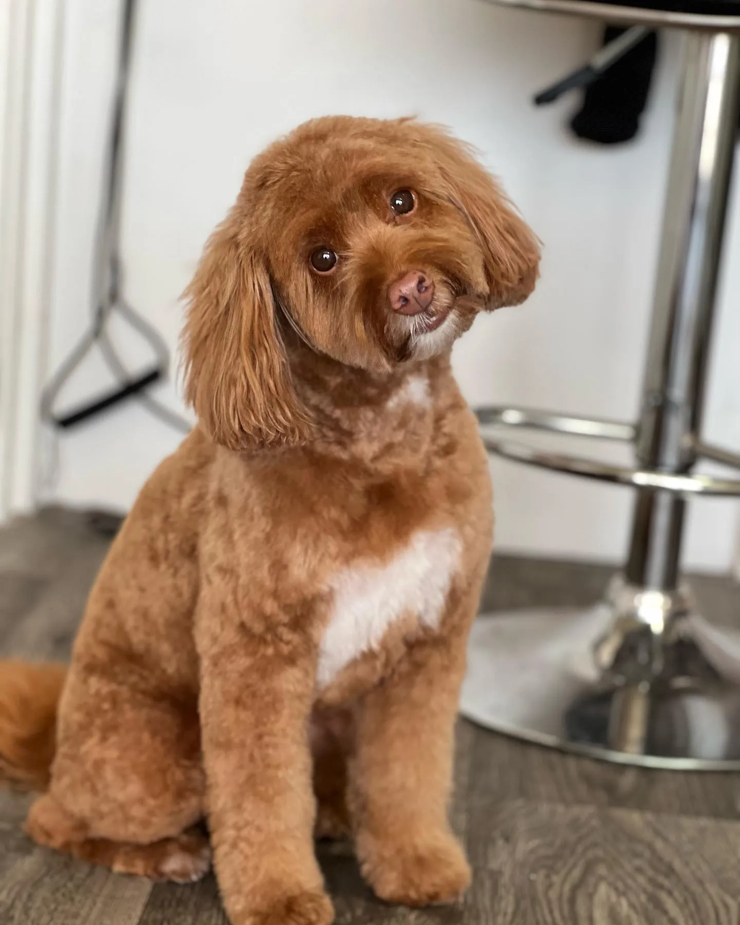 A red cockapoo after a full groom