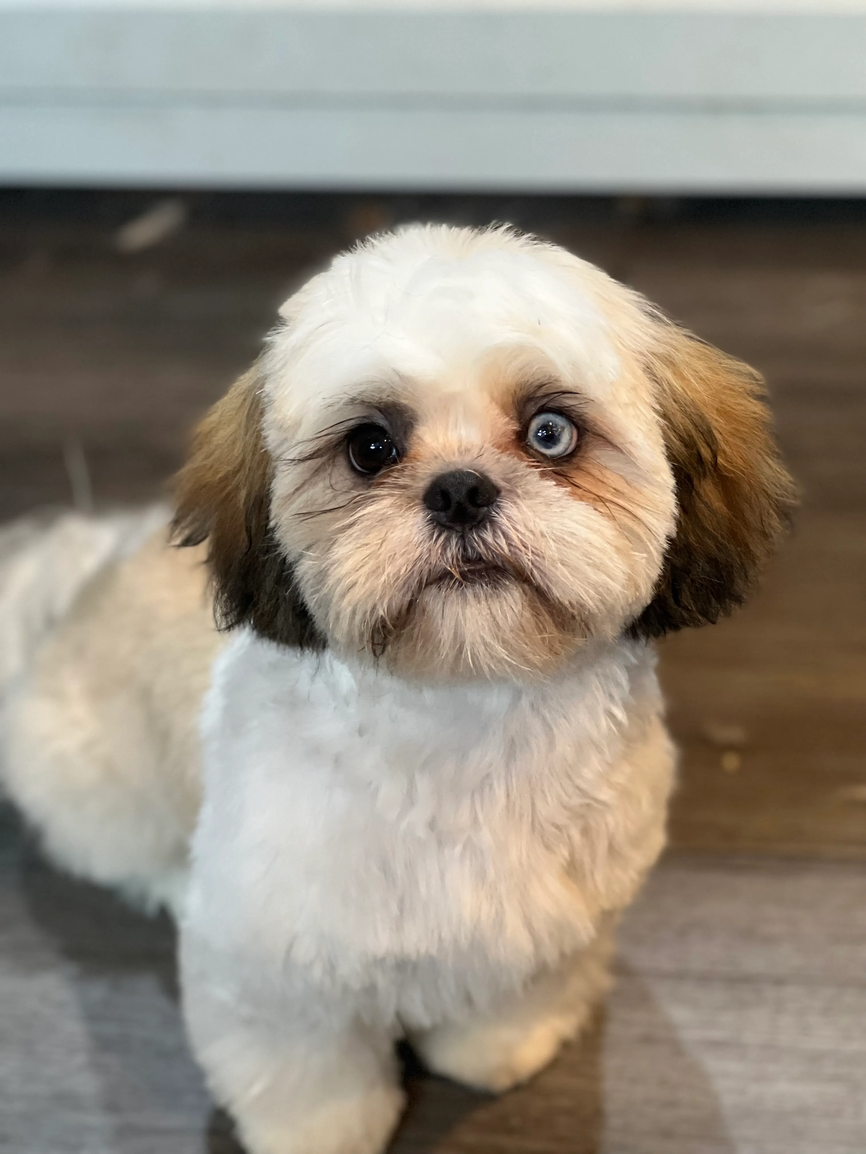 A Shih Tzu after a groom
