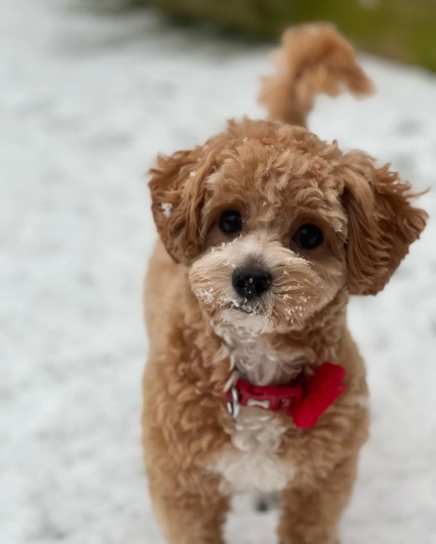 A groomed golden cavapoo with snow on its muzzle