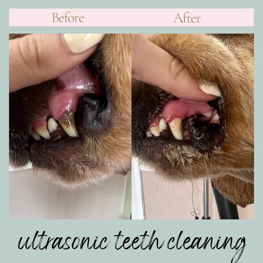 A dog’s teeth before and after ultrasonic cleaning
