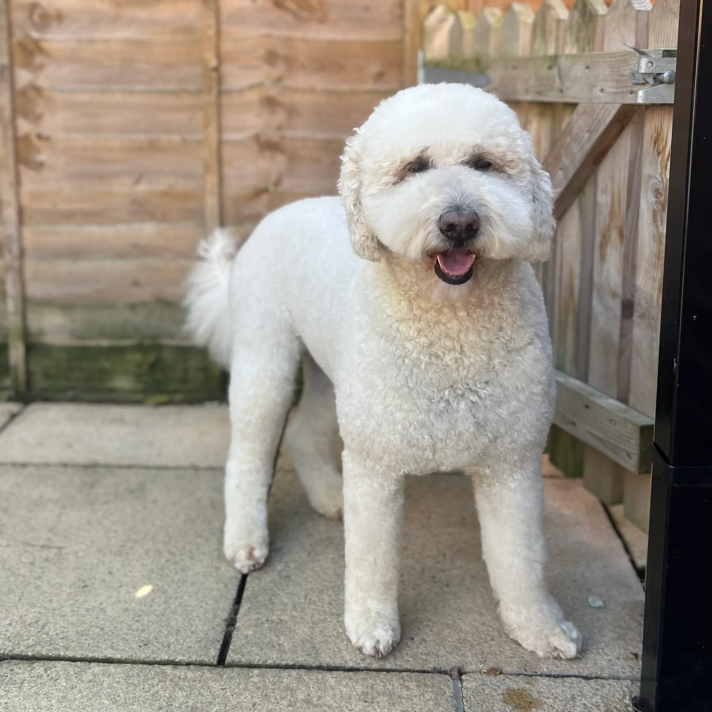 A white poodle cross after a groom