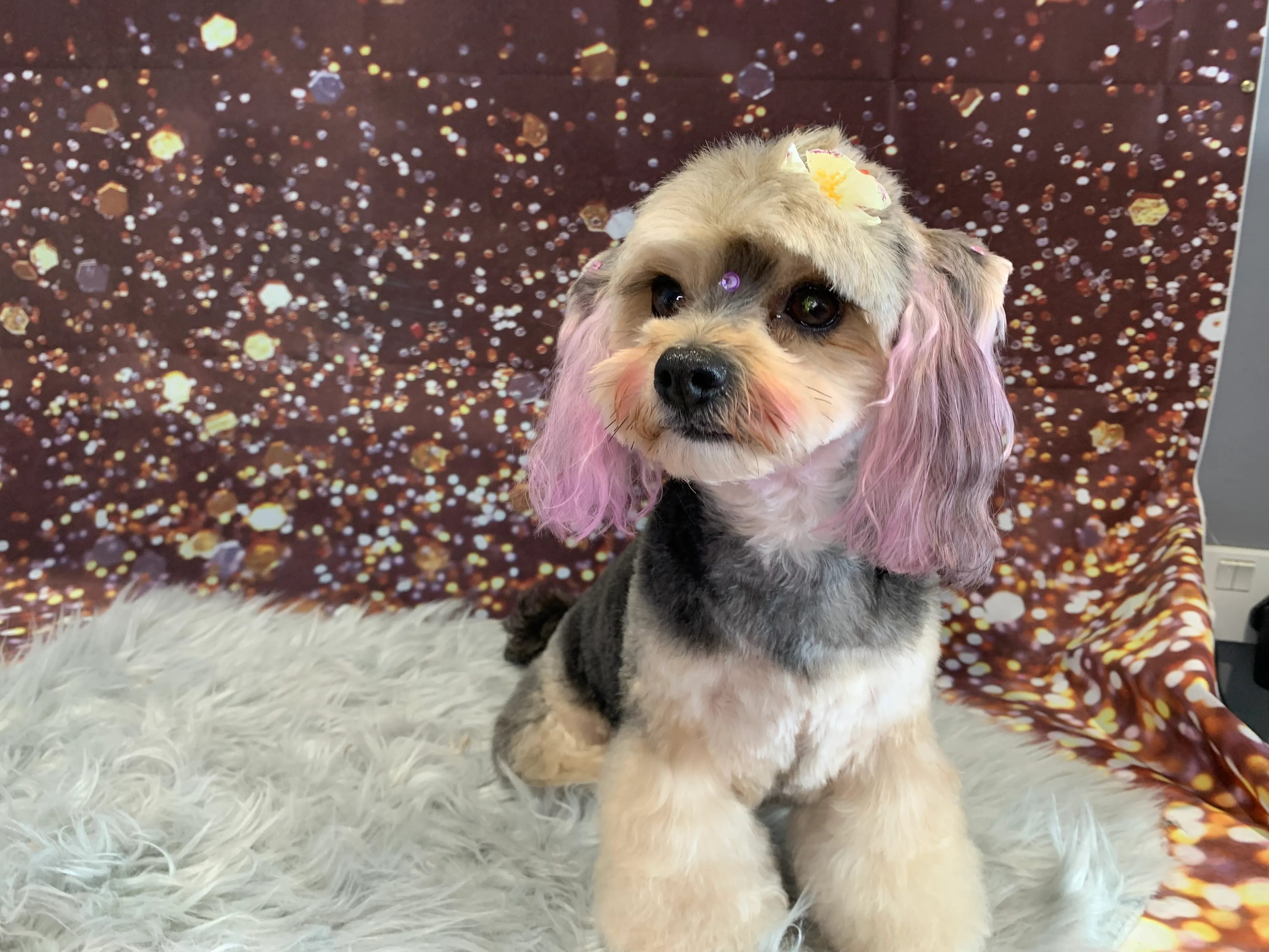 A Yorkshire terrier with lilac ears on a glitter backdrop