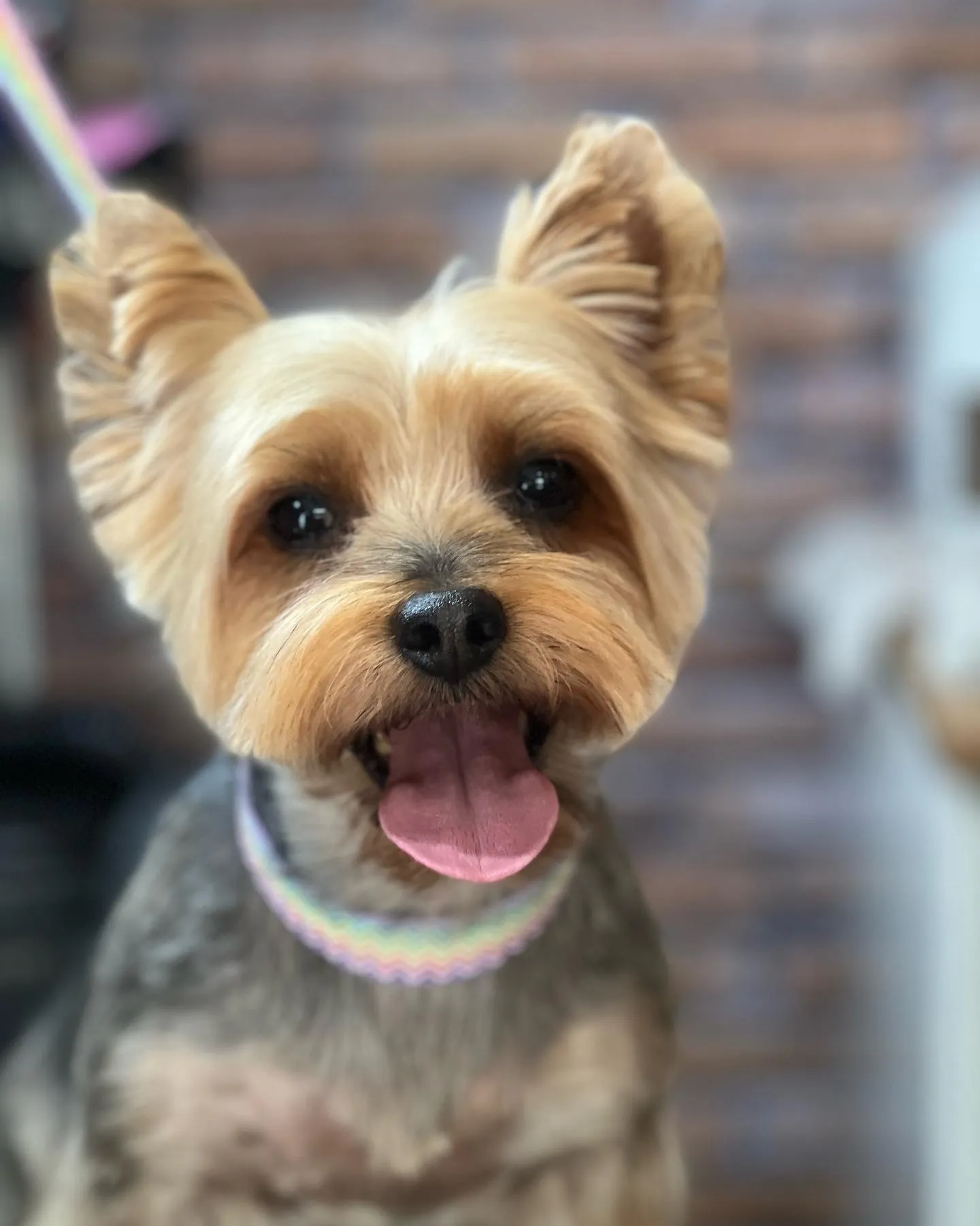 A Yorkshire terrier after a groom, in a rainbow collar