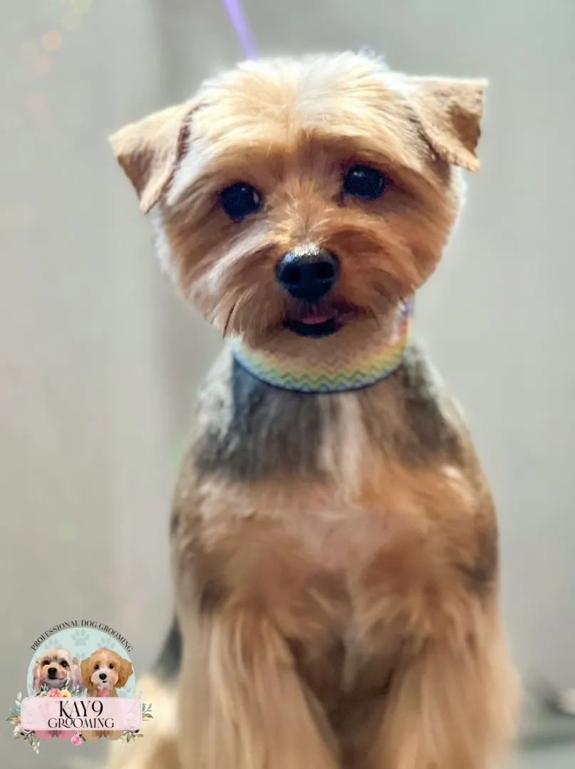 A Yorkshire terrier sitting after a groom